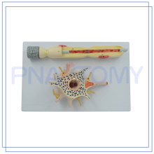 PNT-0640 Top Quality anatomical neurons model made in China